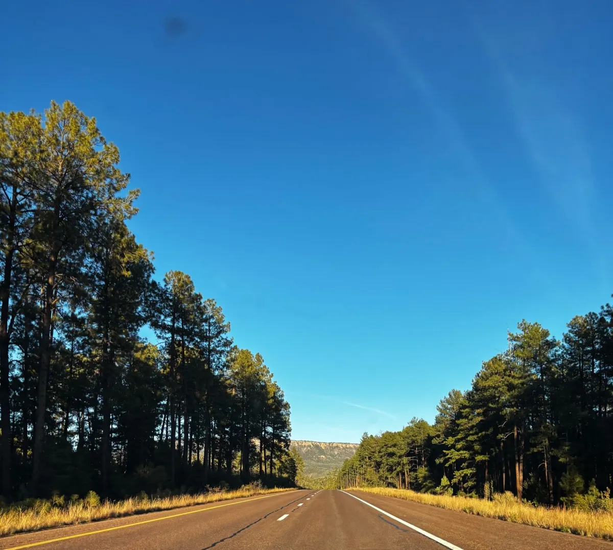 Open highway through tree-lined road